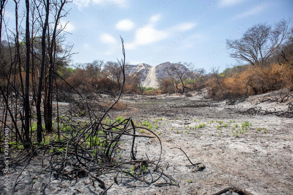 consecuencias del calentamiento global, sequias e incendios en los bosques 