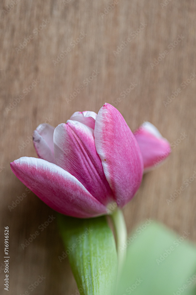 one pink tulip flower lying on the floor one pink tulip flower lying on the floor