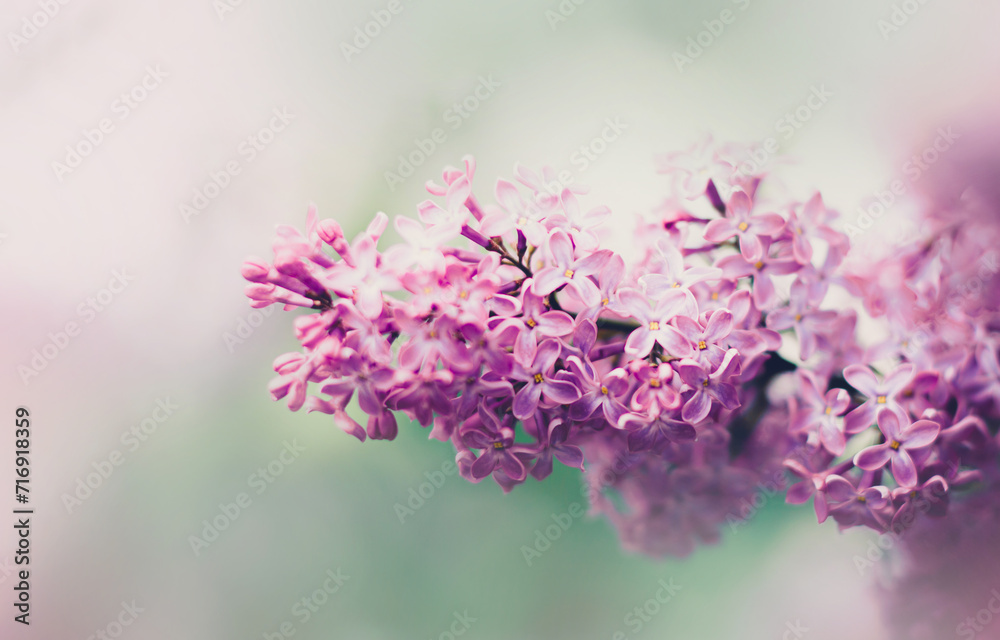 Beautiful delicate pink lilac flowers bloom on a bright spring day. The beauty of nature. Flora.