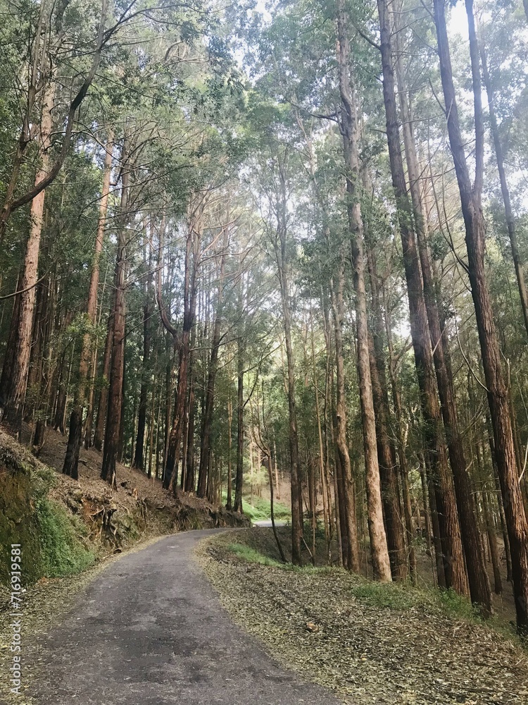path in the forest scenery area