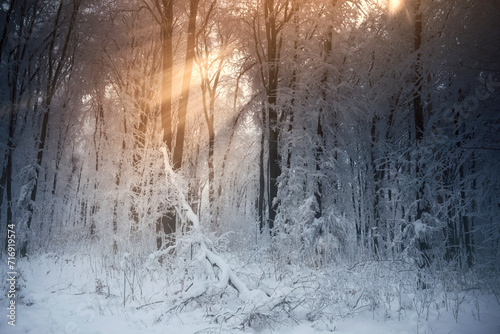 sun rays in the woods on wi...