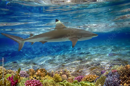 Obraz Grey reef shark swimming among coral reef in the wild