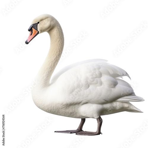 Swan clip art