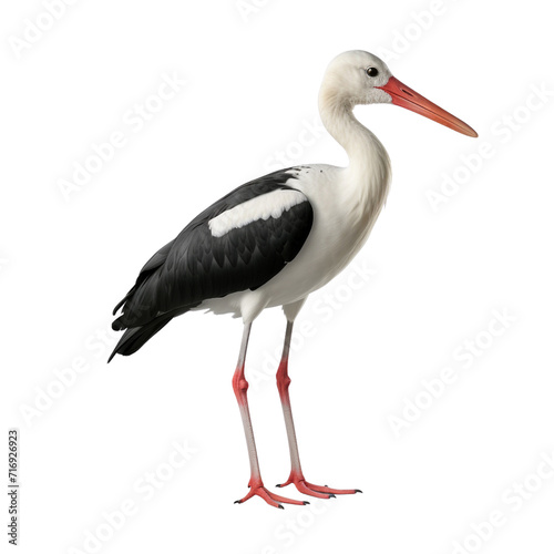 Stork clip art
