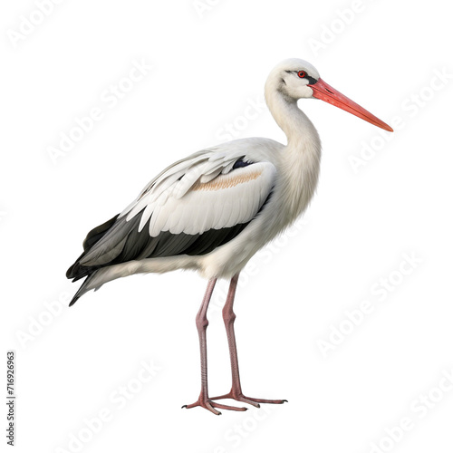 Stork clip art