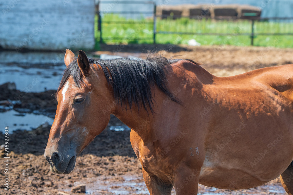 Fototapeta premium Beautiful thoroughbred horses on a ranch field.