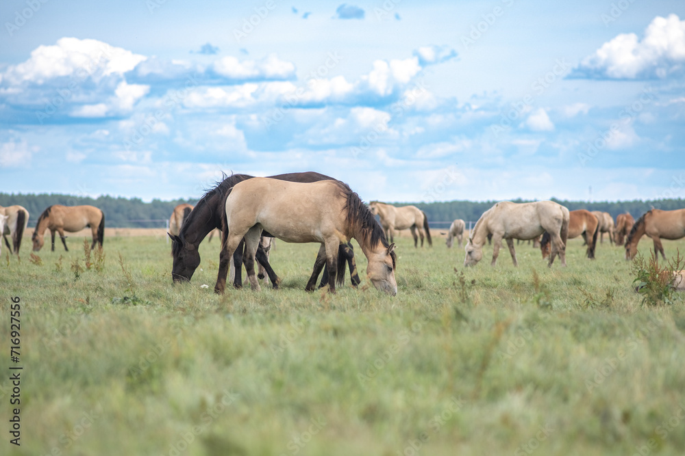 Beautiful thoroughbred horses on a ranch field. Beautiful thoroughbred horses on a ranch field.