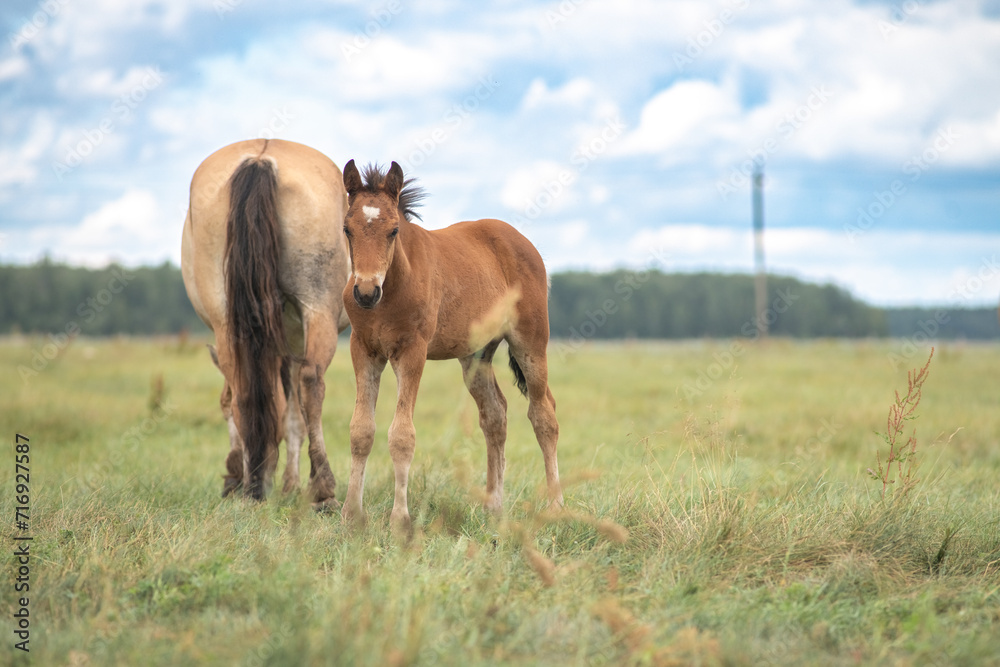 Beautiful thoroughbred horses on a ranch field. Beautiful thoroughbred horses on a ranch field.