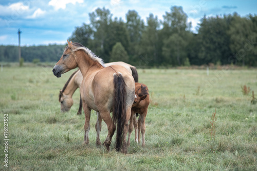 Beautiful thoroughbred horses on a ranch field.