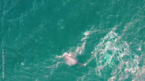 Aerial view of the southern right whale. The gulls chase the whale to feed on its blubber, when the whale comes out to breathe.  photo