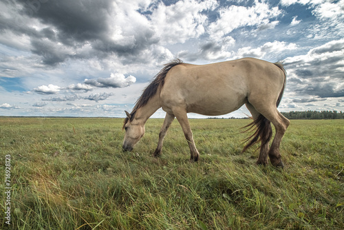 Beautiful thoroughbred horses on a ranch field. © shymar27