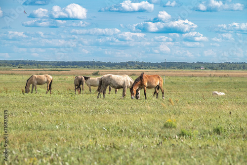 Beautiful thoroughbred horses on a ranch field. © shymar27