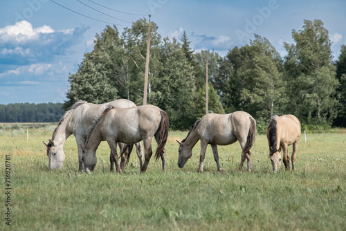 Beautiful thoroughbred horses on a ranch field.