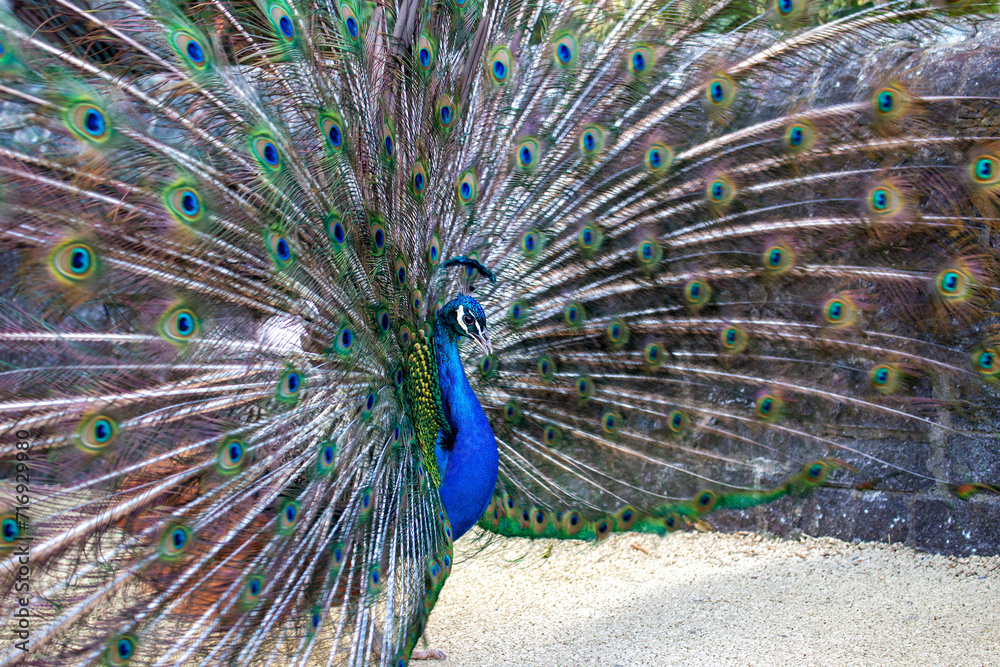 Obraz premium Indian Peafowl (Pavo cristatus) in India