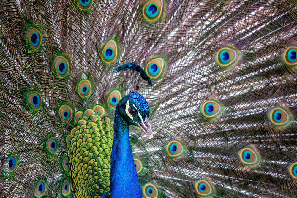 Obraz premium Indian Peafowl (Pavo cristatus) in India