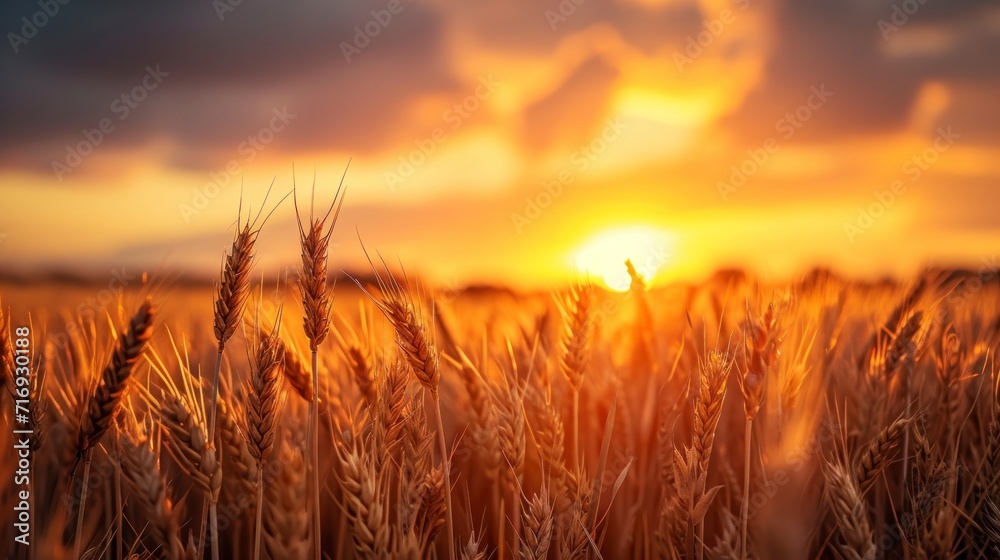 beautiful landscape a wheat field beautiful landscape a wheat field
