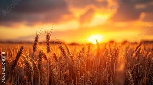 beautiful landscape a wheat field