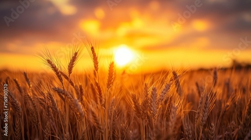 beautiful landscape of a wheat field with a beautiful sunset with rays of the sun during the day