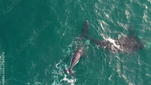 Aerial view of a southern right whale with its calf playing in the water. the calf spins around playing, in the waters of puerto madryn, argentina.  photo