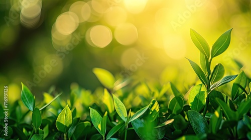 Fresh healthy green bio background with abstract blurred foliage and bright summer sunlight and a central copyspace for your text or advertisment. AI generated illustration photo