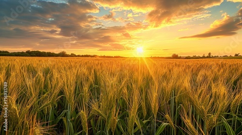 amazing landscape of a wheat field
