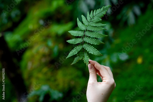 Woman's hand holding small green fern leaf against green forest background. Concept of sustainable development, ecology photo