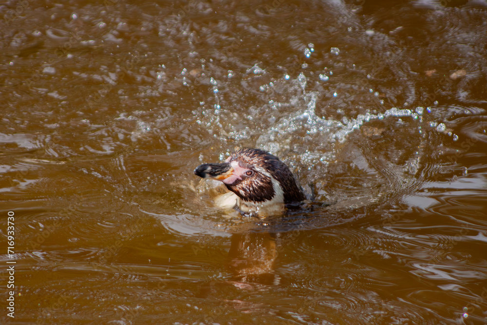Obraz premium Humboldt Penguin (Spheniscus humboldti) in Peru