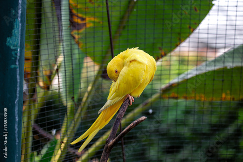 Indian Ringneck Parakeet (Psittacula krameri) in India photo