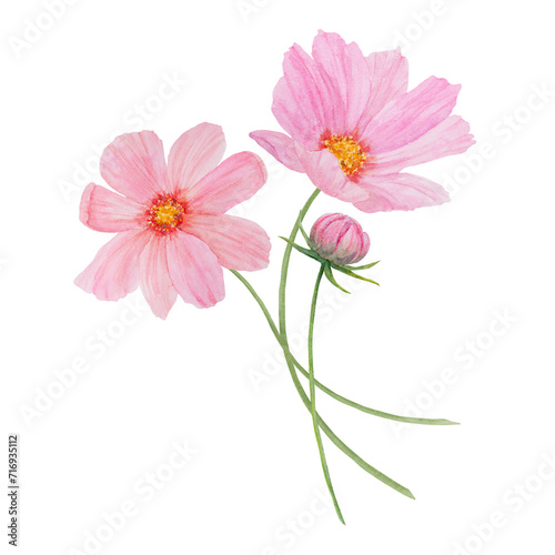 Pink Cosmos watercolor illustration. Hand drawn botanical painting  floral sketch. Colorful flower clipart for summer or autumn design of wedding invitation  print  greeting  sublimation  textile