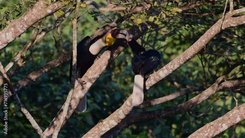 A male wreathed hornbill (Rhyticeros undulatus) feeding ripe banyan fruit to a female on the tree at Khao Yai National Park, Thailand.