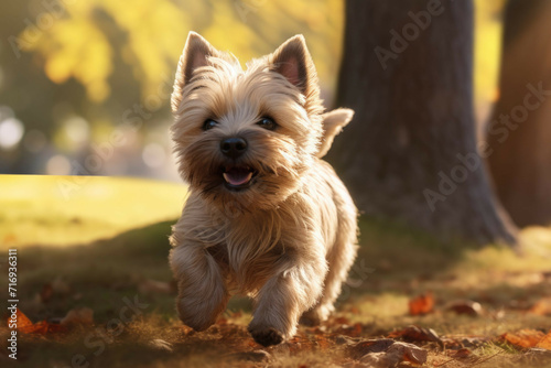 Cairn Terrier Puppy Running Through a Sunny Park © Michael Böhm