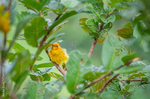 Yellow canary posing for a photo