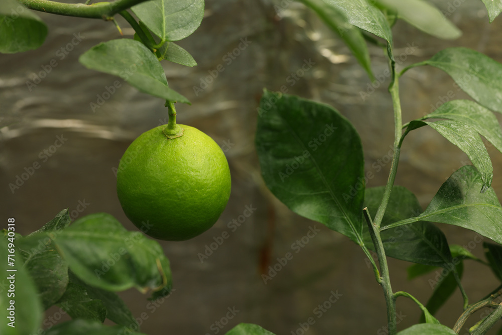 Lime tree with ripe fruit in greenhouse