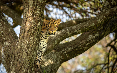 Fototapeta Naklejka Na Ścianę i Meble -  Head of a female leopard ( Panthera Pardus) in a tree searching for prey, Olare Motorogi Conservancy, Kenya.