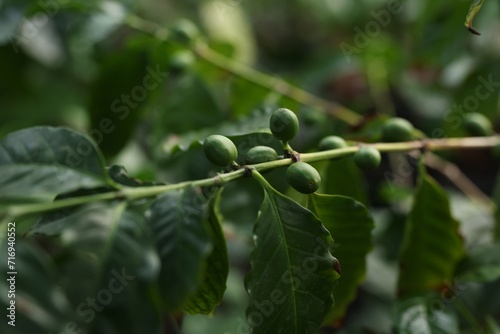 Unripe coffee fruits on tree in greenhouse  closeup