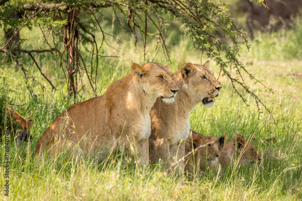 Lion pride ( Panthera Leo Leo) in the golden hour of dawn searching for prey , Olare Motorogi Conservancy, Kenya. Lion pride ( Panthera Leo Leo) in the golden hour of dawn searching for prey , Olare Motorogi Conservancy, Kenya.