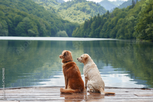 фотографія A Nova Scotia Duck Tolling Retriever and a Labrador sit by a calm lake, a duo in adventure