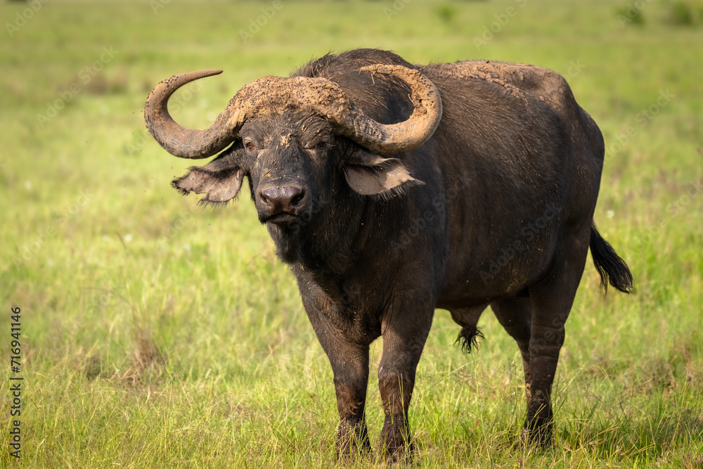 Portrait of a male cape buffalo ( Syncerus caffer), Olare Motorogi Conservancy, Kenya. Portrait of a male cape buffalo ( Syncerus caffer), Olare Motorogi Conservancy, Kenya.