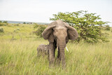 Elephant ( Loxodonta Africana) mother with calf, Olare Motorogi Conservancy, Kenya.
