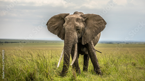 Elephant ( Loxodonta Africana) with big tusks, Olare Motorogi Conservancy, Kenya. photo