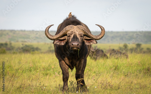 Portrait of a male cape buffalo ( Syncerus caffer), Olare Motorogi Conservancy, Kenya. photo