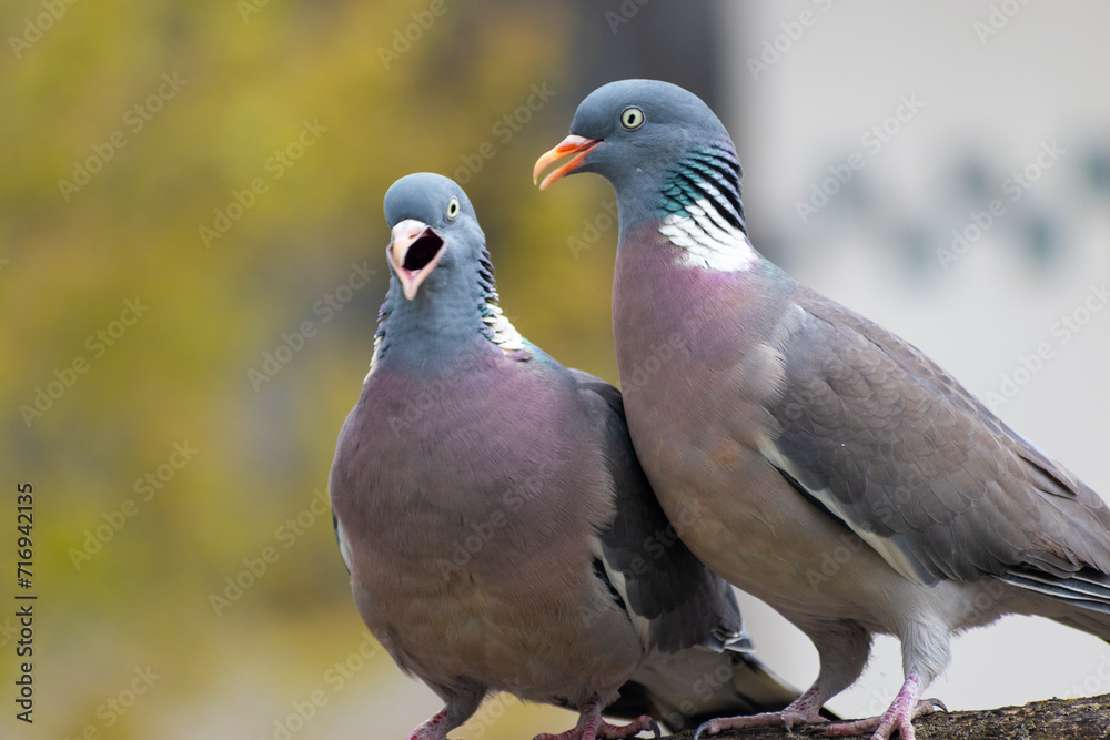 Fototapeta premium pigeons on a branch