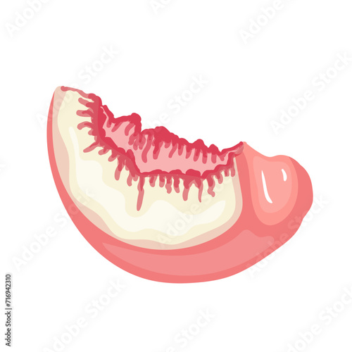 A piece of ripe, juicy peach and nectarine fruit. Vector graphics.