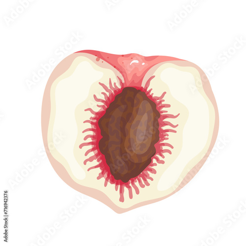 A piece of ripe, juicy peach and nectarine fruit. Vector graphics.