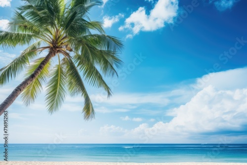 Coconut palm tree on tropical beach with blue sky and sea background © P