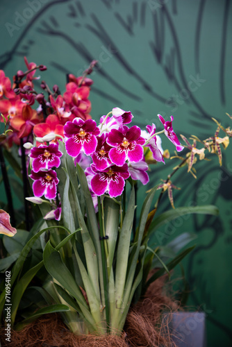 Orchid in a pot. Miltonia. Miltoniopsis. Genus of perennial epiphytic herbaceous plants of the orchid family