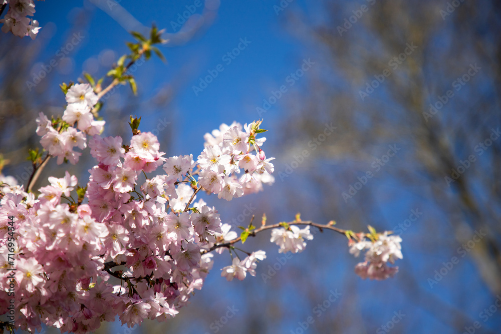 Sakura. Spring cherry blossom. Pink cherry blossoms. Floral background. Booming tree and blue sky background Sakura. Spring cherry blossom. Pink cherry blossoms. Floral background. Booming tree and blue sky background