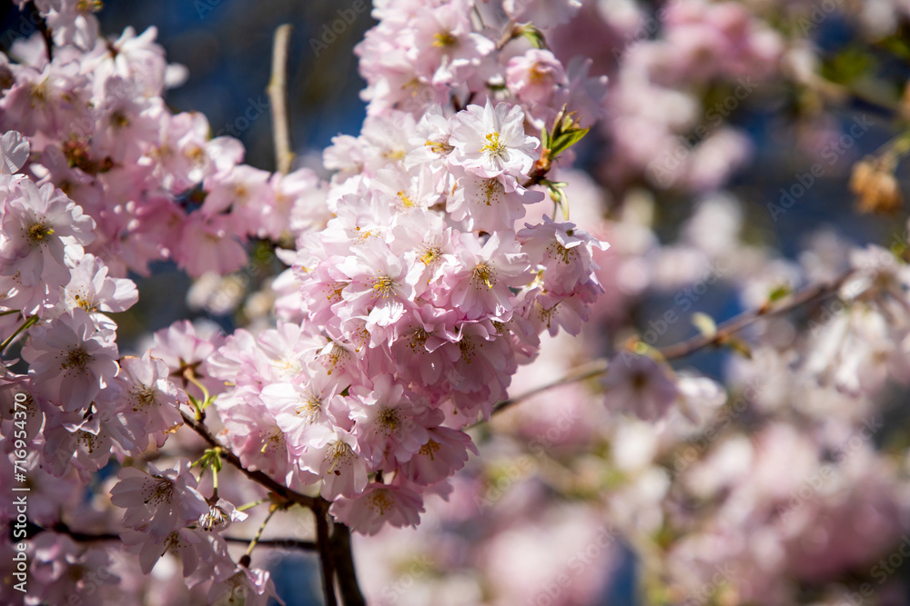 Sakura. Spring cherry blossom. Pink cherry blossoms. Floral background. Sakura. Spring cherry blossom. Pink cherry blossoms. Floral background.