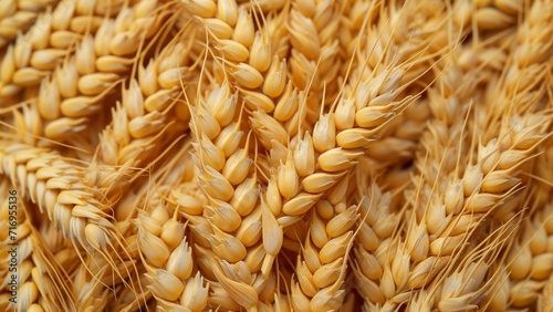 wheat ears close-up, wallpaper, texture, pattern or background