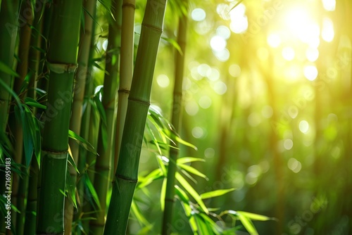 Lush bamboo forest with sunlight filtering through, a symbol of growth and tranquility in natural settings.